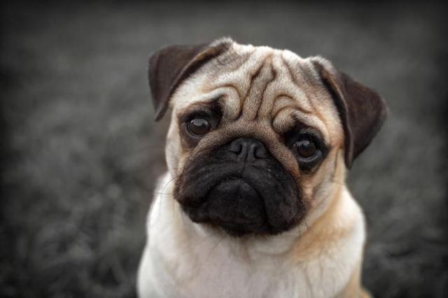 世界上最有名的10种守卫犬，你有吗？