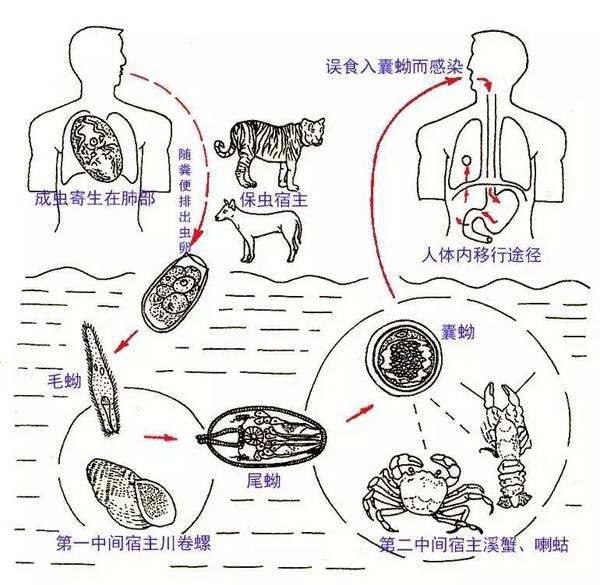 疯狗病狗还吃东西吗_在宠物店买到病狗怎么维权_病狗