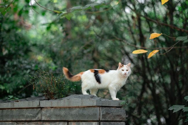 猫咪被抓时会怎么办？抓捕流浪猫的安全事项