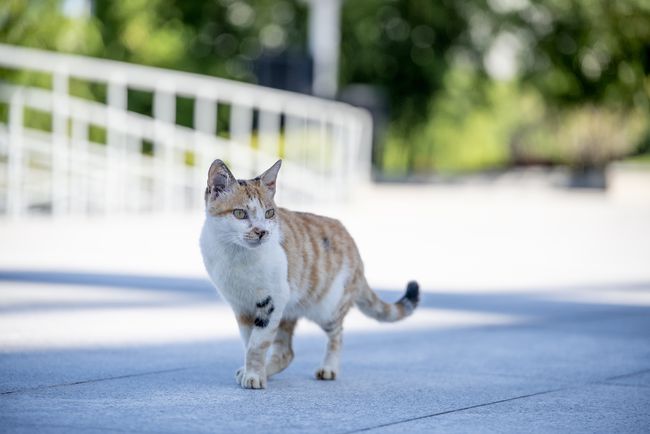 猫咪被抓时会怎么办？抓捕流浪猫的安全事项