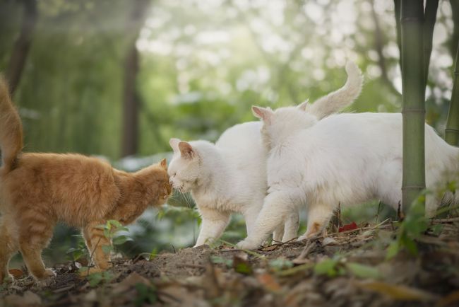 猫咪被抓时会怎么办？抓捕流浪猫的安全事项