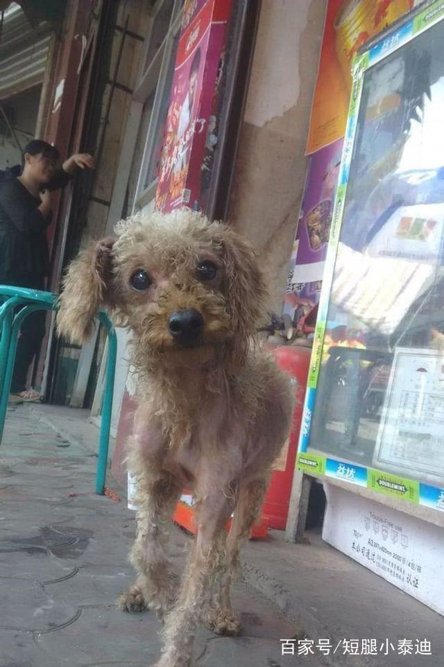 救了一只被欺负的流浪泰迪，朋友都说赚大了