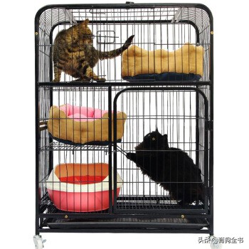 铲屎官们要怎样做才能让猫咪更快的适应猫笼？