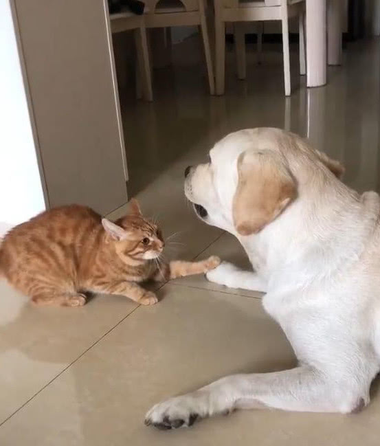 狗疯狗病_女孩得了疯狗病视频_疯狗病咬人