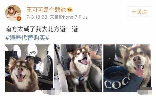 狗界赢家 王思聪给王可可买爱马仕狗链 孙茜为爱犬办葬礼