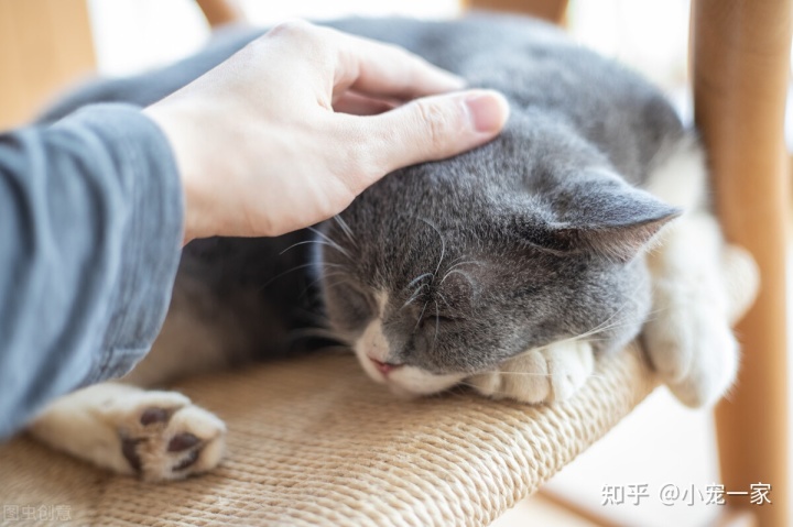 猫咪喜欢摸哪个部位_超可爱的小猫咪任由主人摸肚皮_猫咪喜欢主人摸哪里