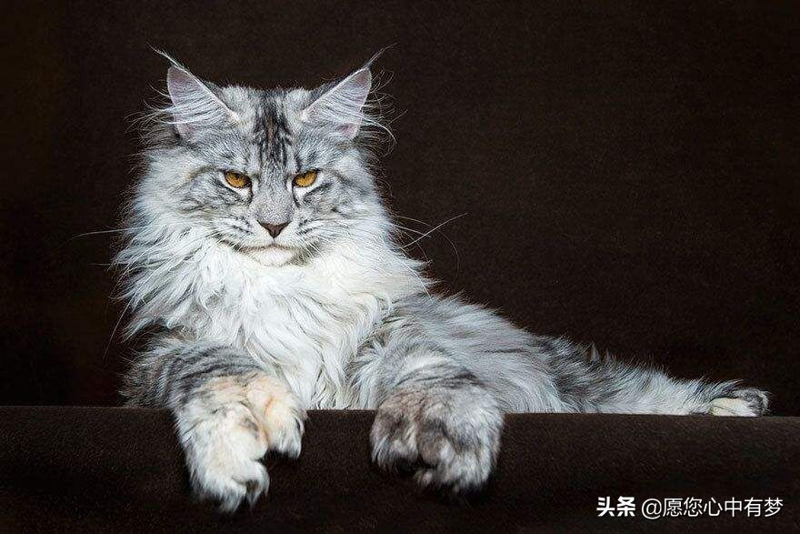 猫咪的情绪十分敏感,任何太莽撞或突如其来的举动,都可能会吓到它