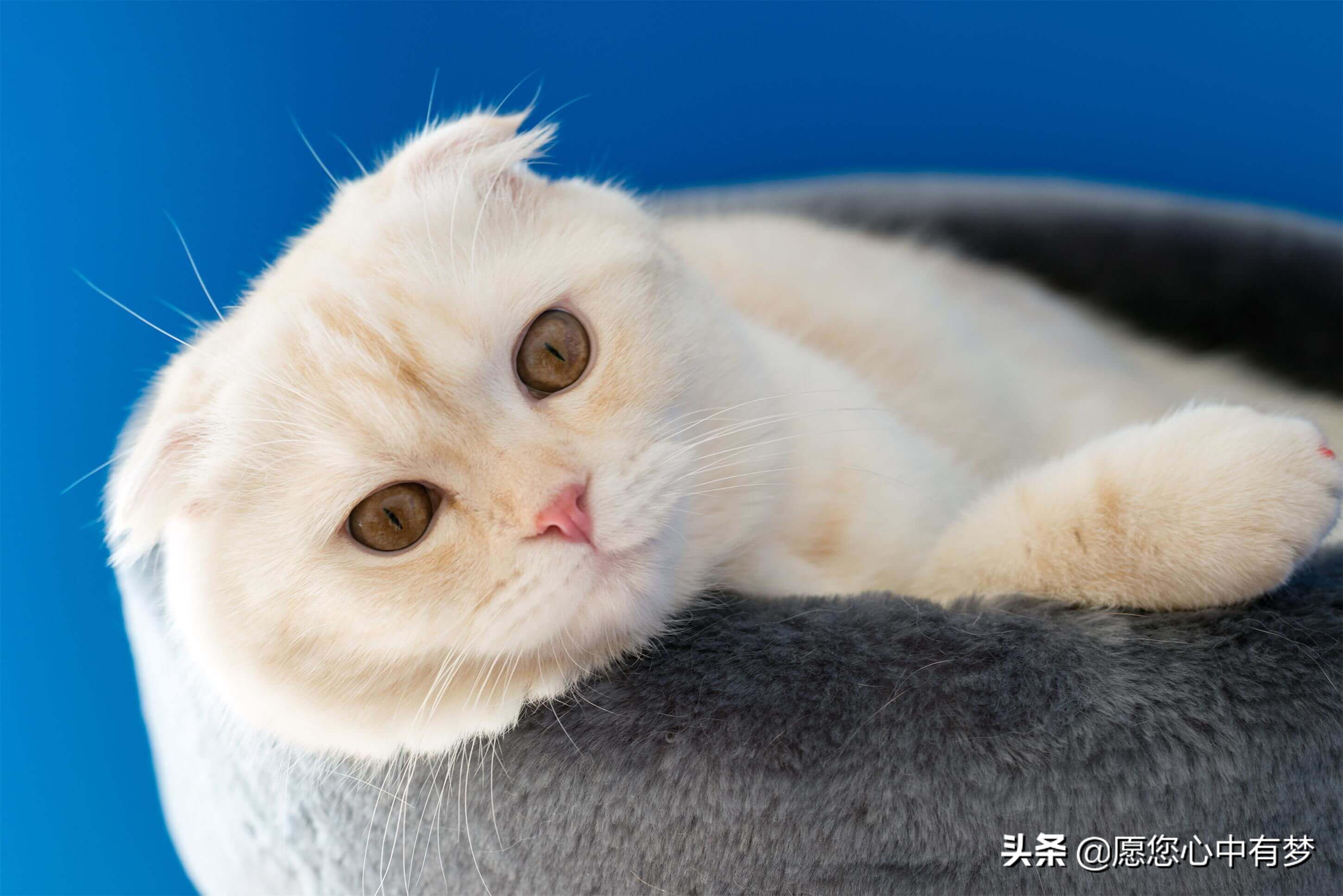 猫咪的情绪十分敏感,任何太莽撞或突如其来的举动,都可能会吓到它