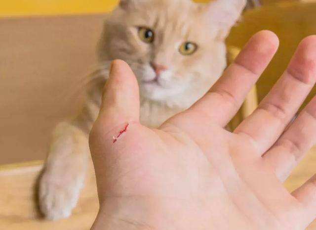 当你摸猫咪的爪子时，它是这样认为的