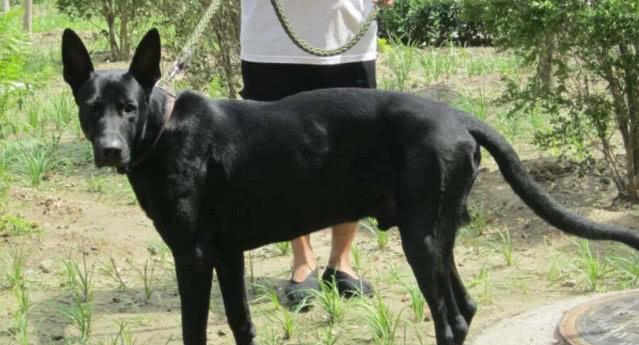 一种杂交狗狗的身上有一半是中国田园犬的血统