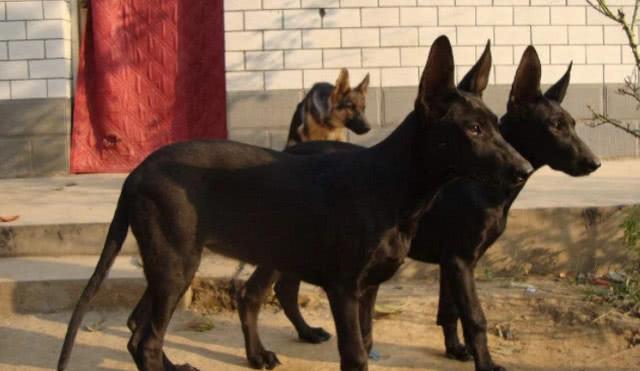一种杂交狗狗的身上有一半是中国田园犬的血统