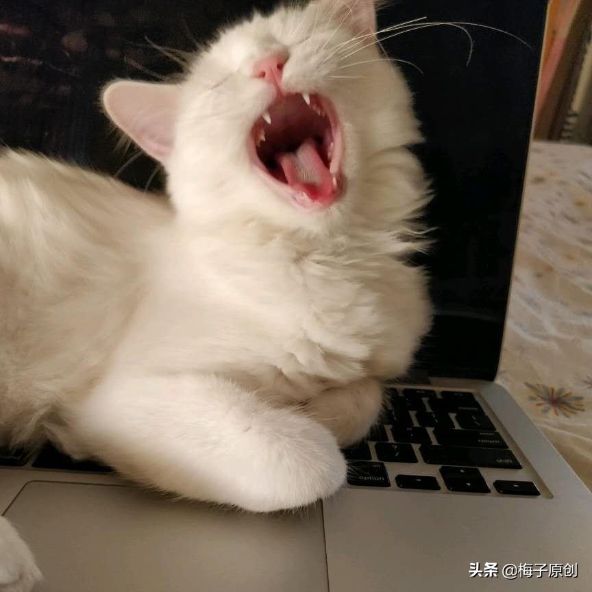 养猫和养狗有什么不同？同时养猫狗是什么感受？