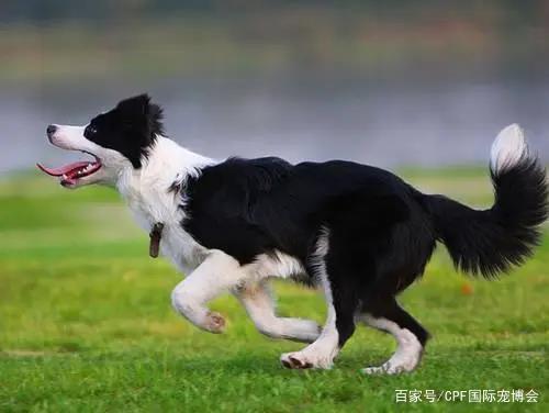 尖端白色的狗不吉利，竟然是因为它不厚道！