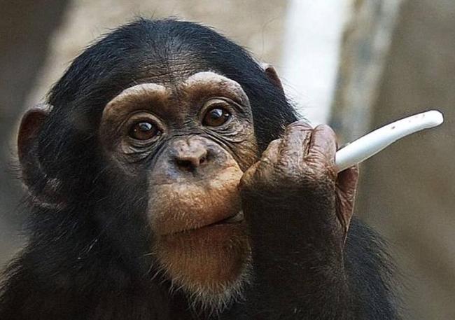 智慧进化成新人类——黑猩猩球大战的幻想题材！