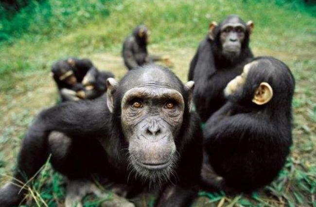 智慧进化成新人类——黑猩猩球大战的幻想题材！