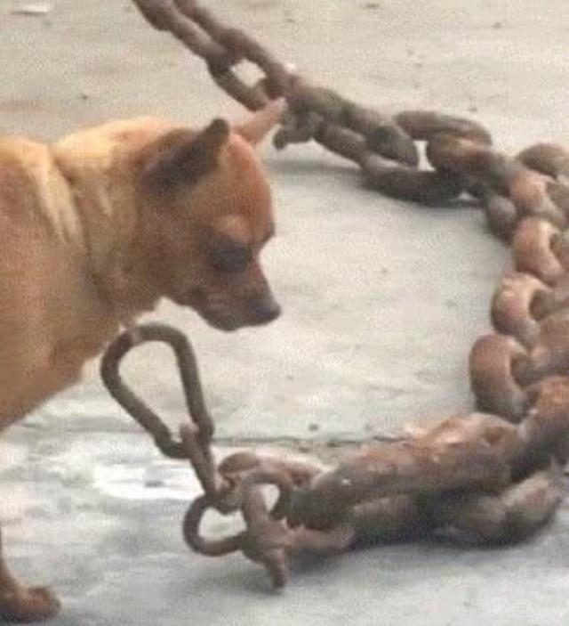 新手养什么狗最好，要聪明的狗_情侣养狗_养一只狗好还是养两只狗好