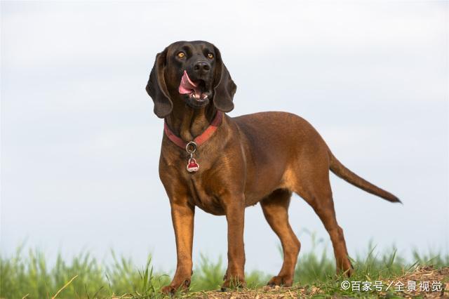 昆明犬的尾巴是直的，很可能是打卷的