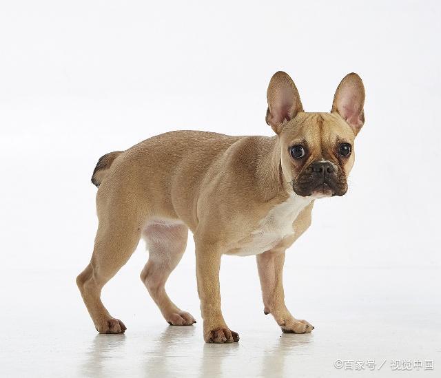 在养犬的过程中，有些犬需要断尾大家知道吗？
