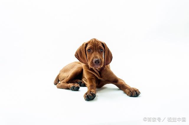 在养犬的过程中，有些犬需要断尾大家知道吗？