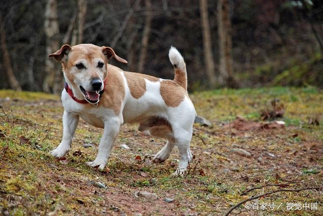 在养犬的过程中，有些犬需要断尾大家知道吗？