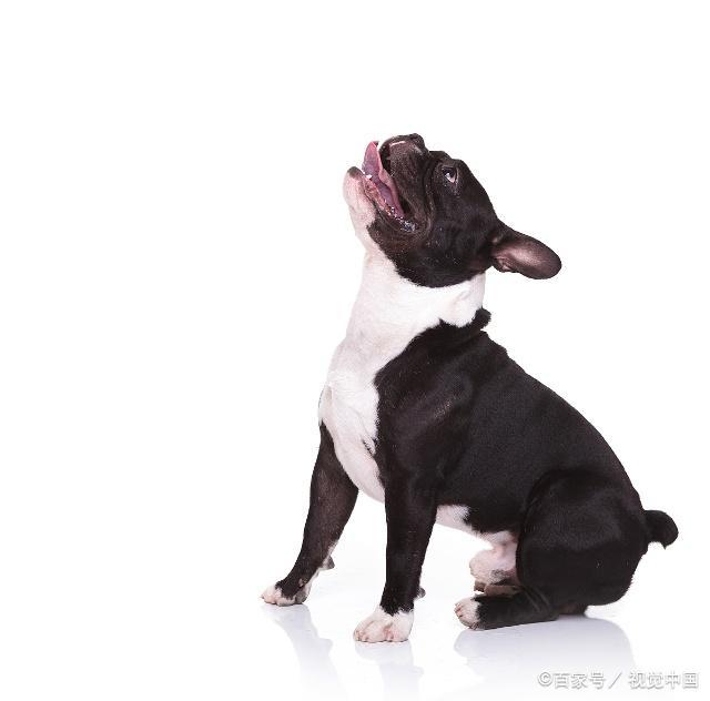 在养犬的过程中，有些犬需要断尾大家知道吗？