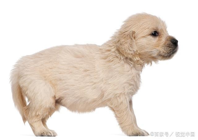 在养犬的过程中，有些犬需要断尾大家知道吗？