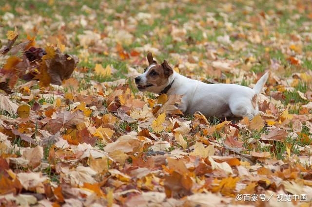 在养犬的过程中，有些犬需要断尾大家知道吗？