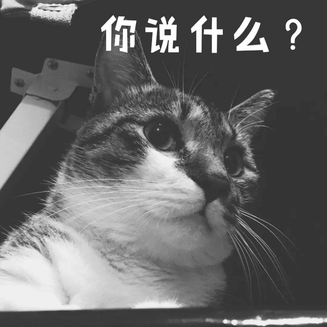 情侣养猫，分手后猫怎么办？