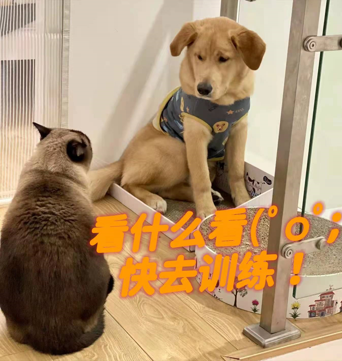 金毛犬到底怎么训练的？网友：家有“废狗”