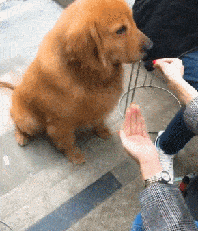 金毛犬到底怎么训练的？网友：家有“废狗”
