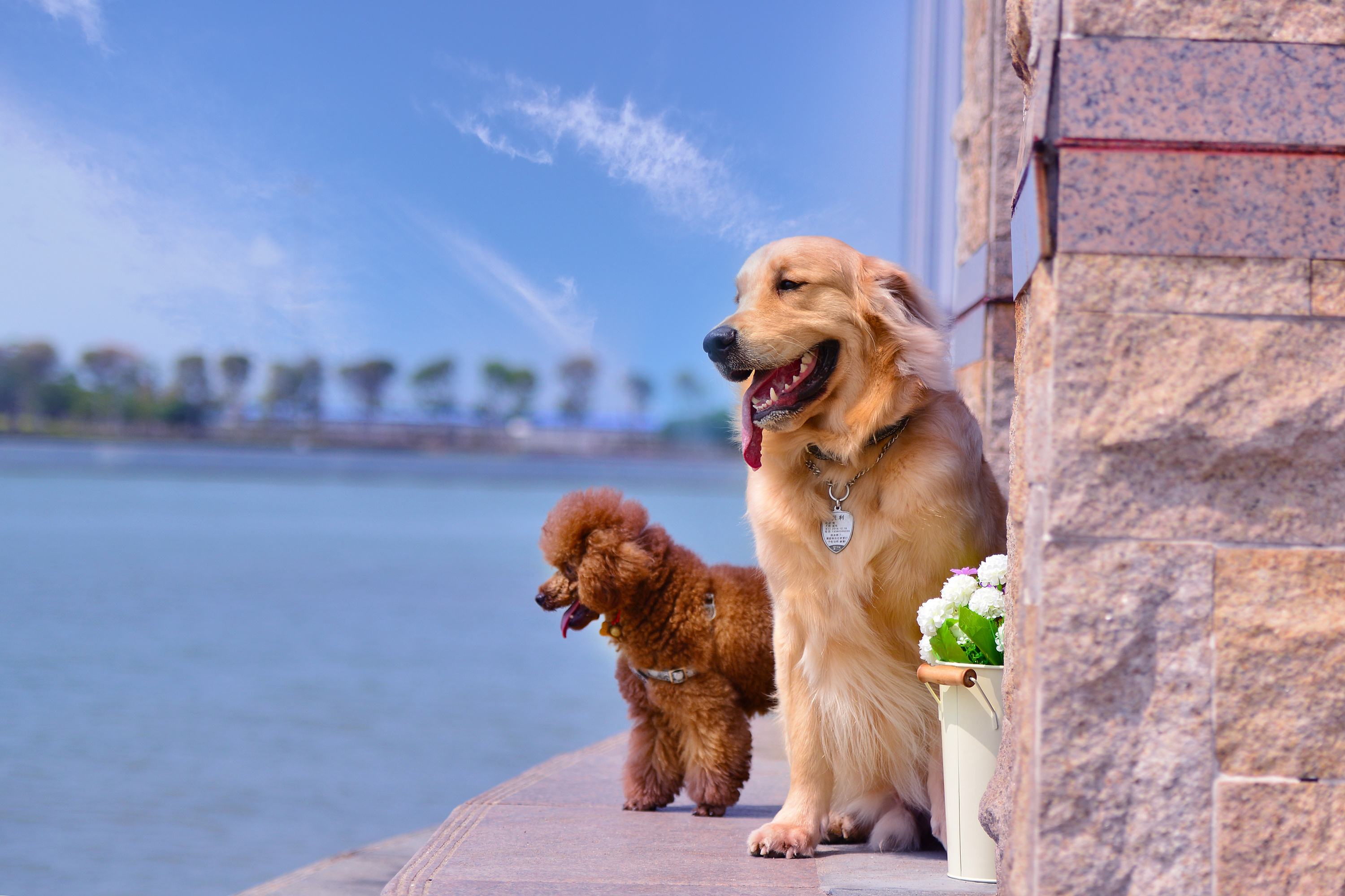 金毛犬到底怎么训练的？网友：家有“废狗”