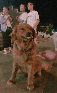 金毛犬到底怎么训练的？网友：家有“废狗”
