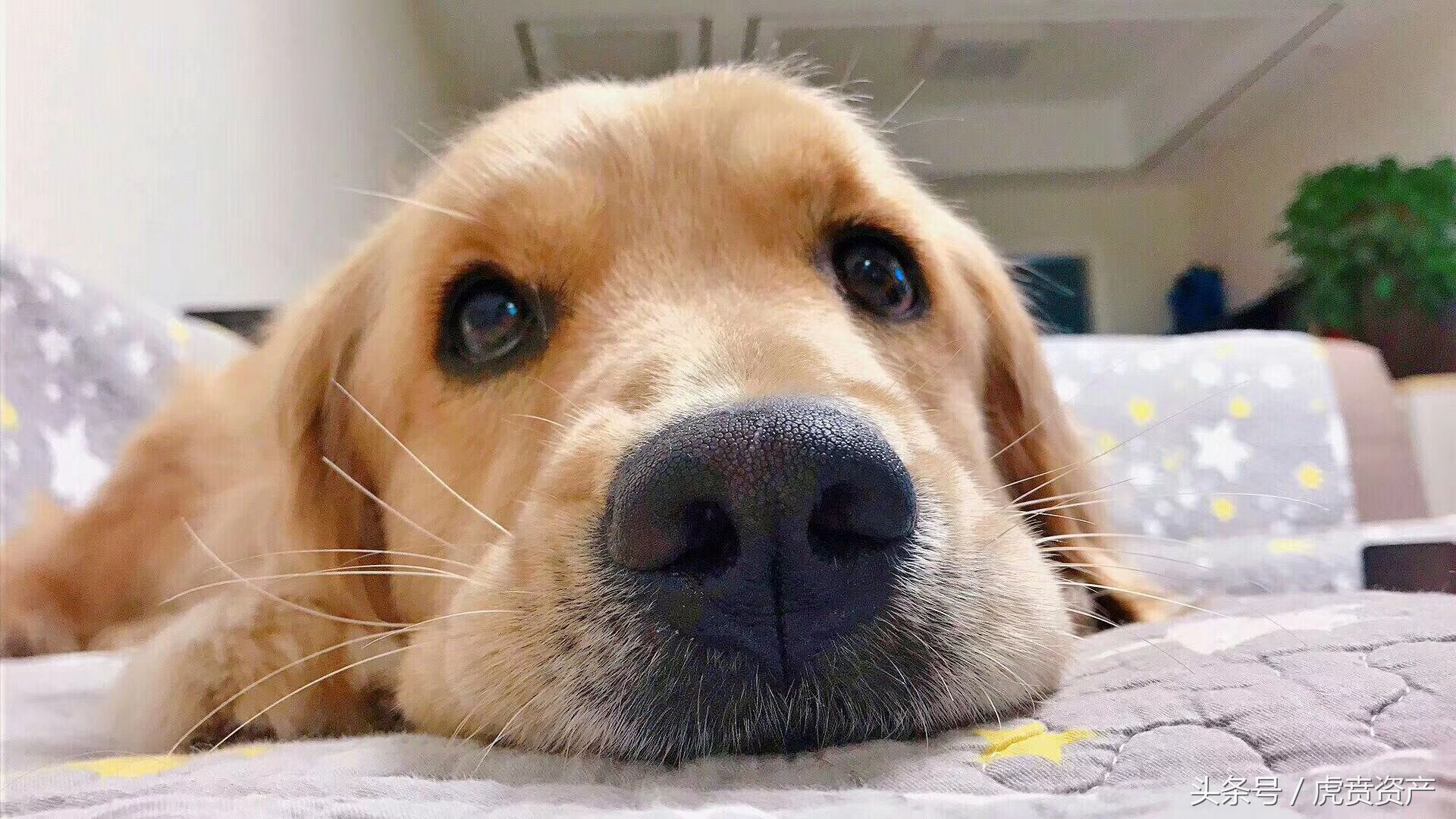 金毛犬到底怎么训练的？网友：家有“废狗”