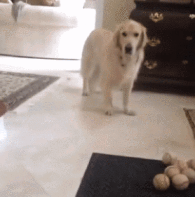 金毛犬到底怎么训练的？网友：家有“废狗”