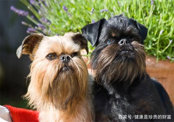 饲养宠物的小知识，你知道吗？（下）
