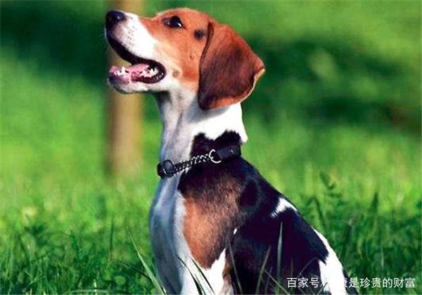 饲养宠物的小知识，你知道吗？（下）