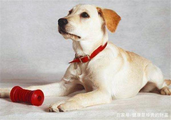 饲养宠物的小知识，你知道吗？（下）