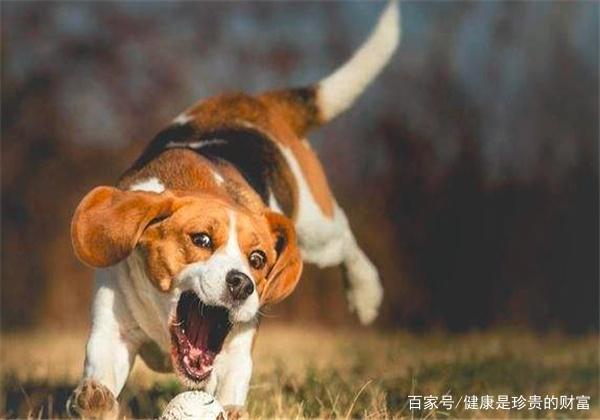 饲养宠物的小知识，你知道吗？（下）