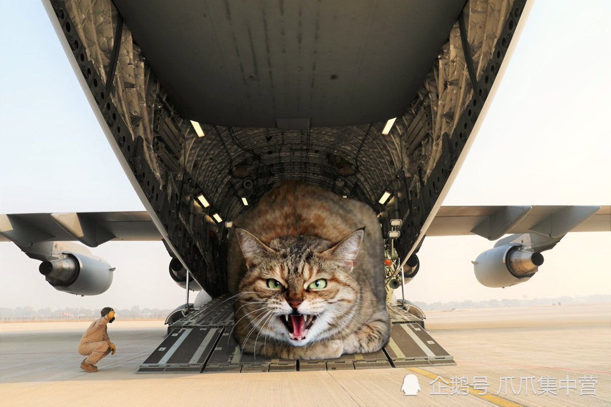 飞机猫咪托运多少钱_飞机托运宠物猫咪多少钱一只_猫咪飞机托运多少钱