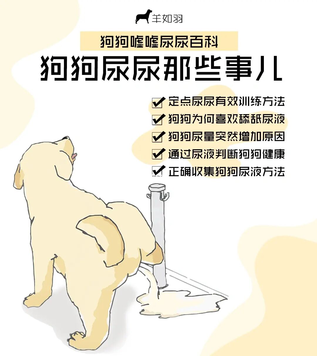 训练狗狗的方法_如何训练狗狗使用狗狗厕所【图】_狗狗训练学校
