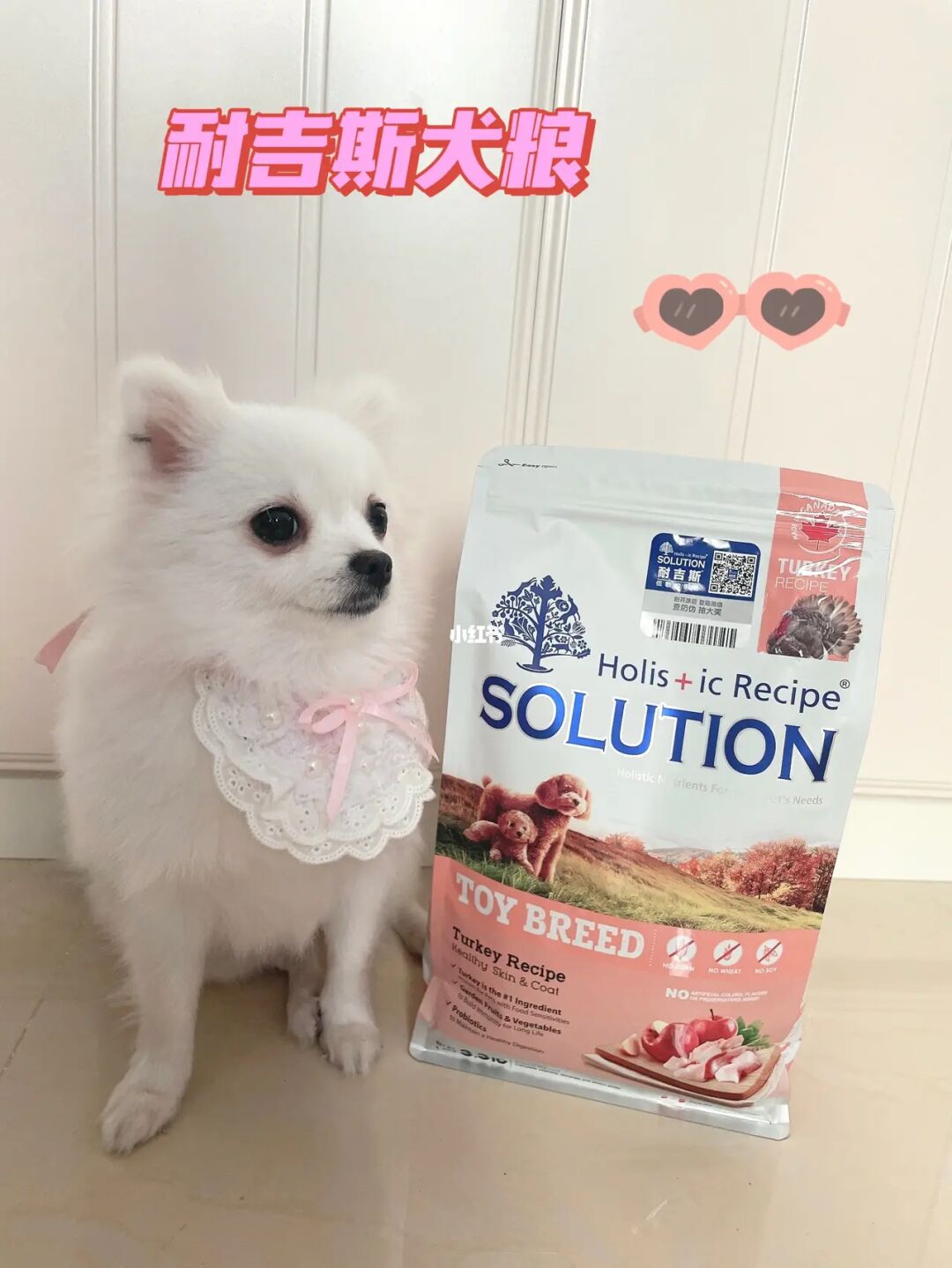 养博美犬好还是养泰迪狗好_怎么养狗_养什么狗好养