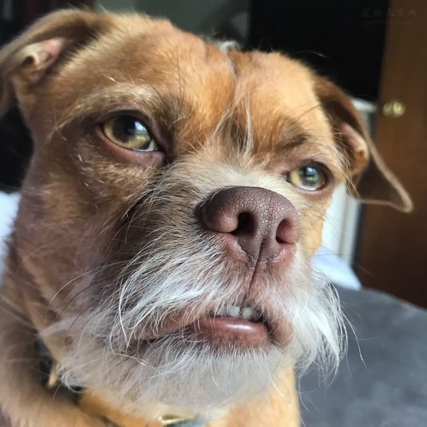 这条串串狗长得像一个小老头，它的照片被很多网友用作表情包