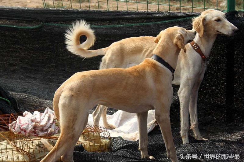 中国这4种猎犬，在世界上都小有名气，实力不比国外的差