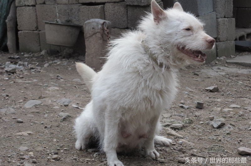 中国这4种猎犬，在世界上都小有名气，实力不比国外的差