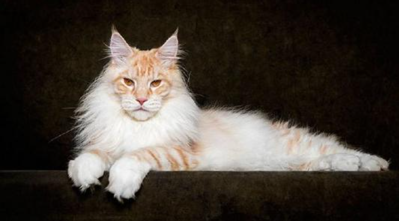 盘点猫界中“掉毛”最厉害的猫，有你家的吗？