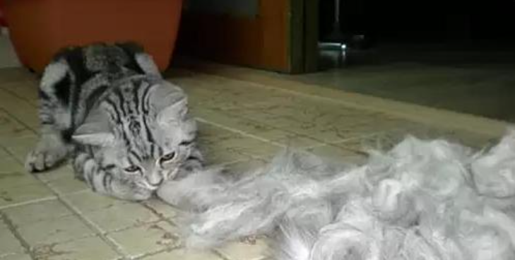 盘点猫界中“掉毛”最厉害的猫，有你家的吗？