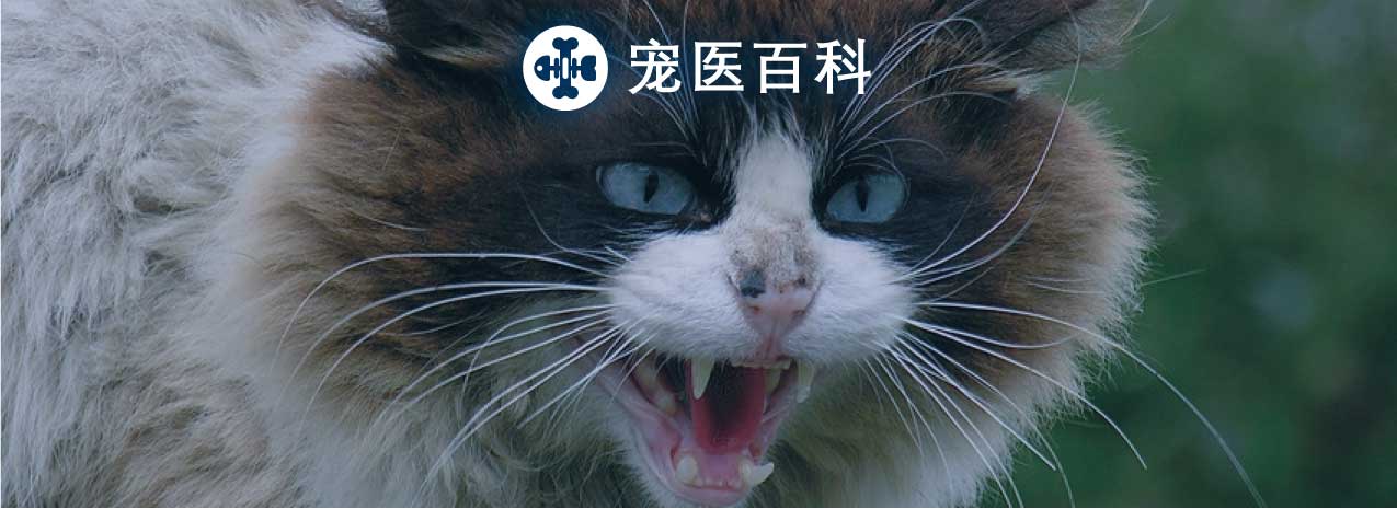 猫：我有点大，你忍一下…