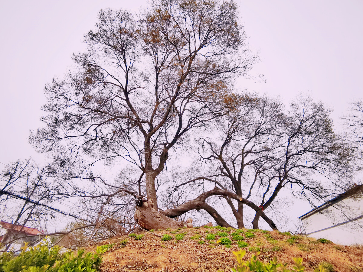 世界上“孤独”的树，已存在2700年，仅河南有一棵