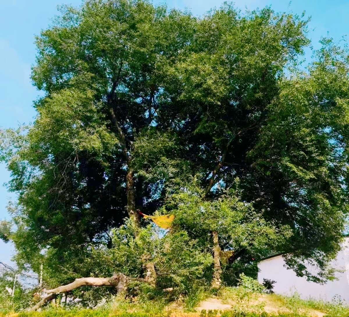 世界上“孤独”的树，已存在2700年，仅河南有一棵