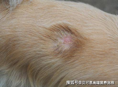 狂犬惊魂里的狗_狂犬病 病狗_诊断狗狂犬六个标准